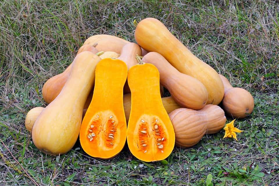 when to pick butternut squash