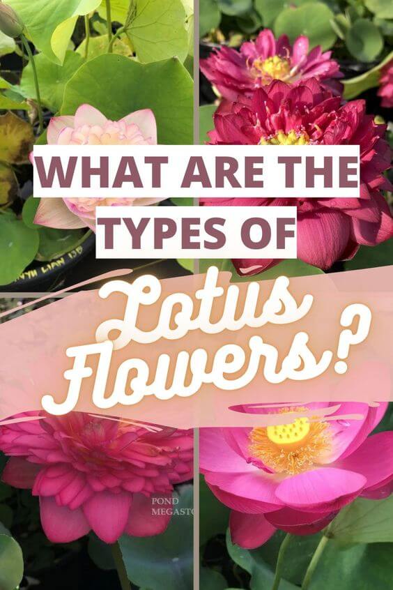 types of lotus flower 42