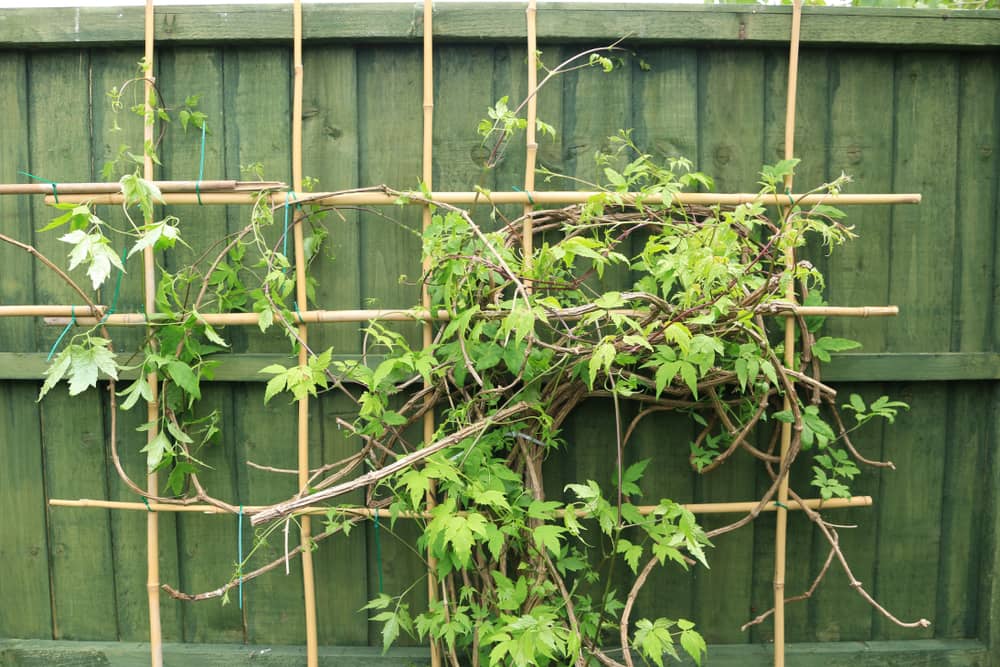  A creeper plant supported by a bamboo cane trellis