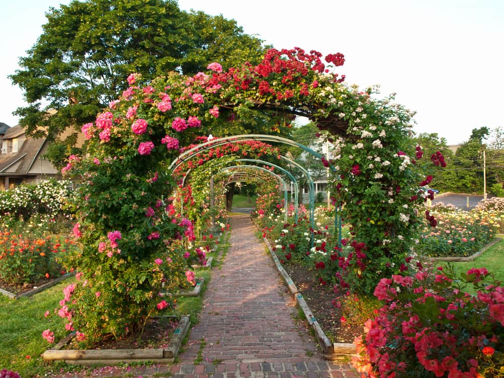 rose garden with arching trellises