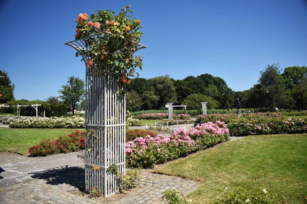 Climbing roses on metal trellis in the park