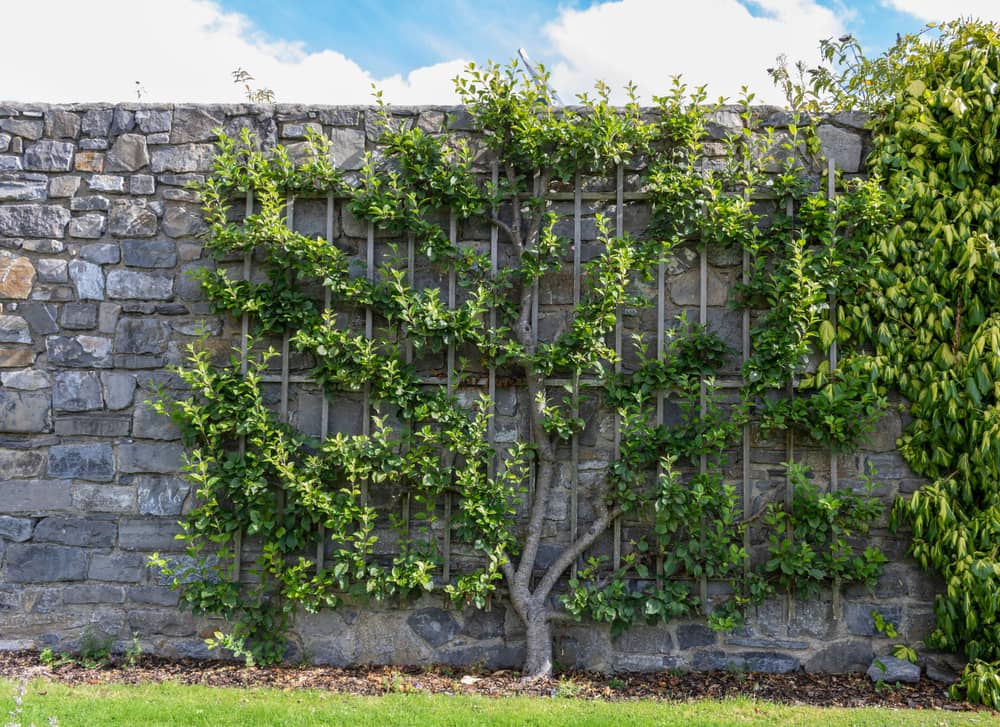 Fruit decorative trees on trellises