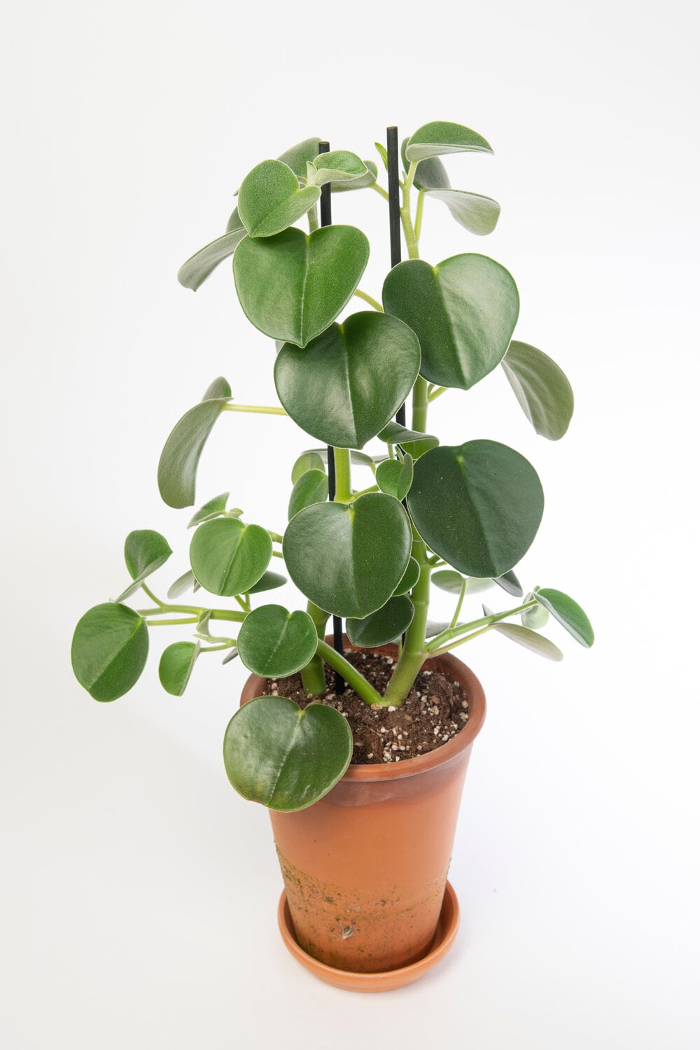 peperomia hovaria