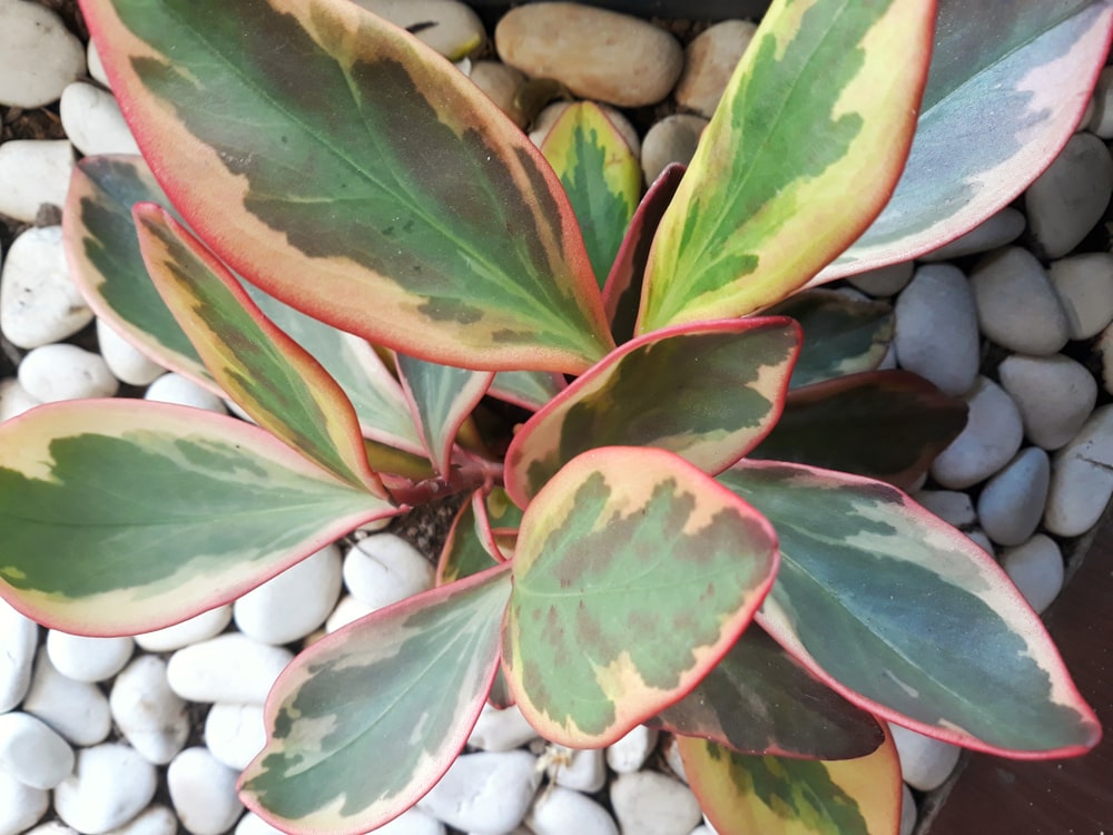 peperomia jelly