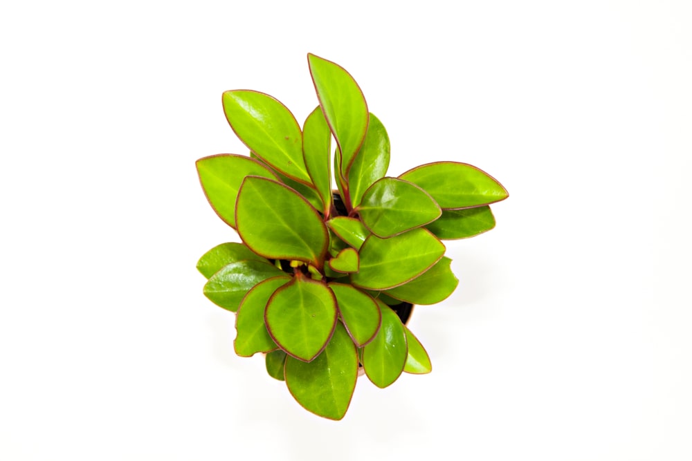 red edge peperomia