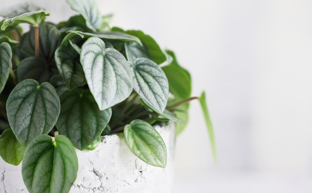 teardrop peperomia