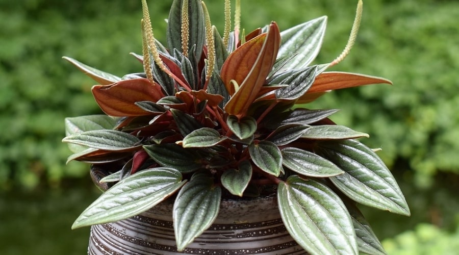 peperomia varieties