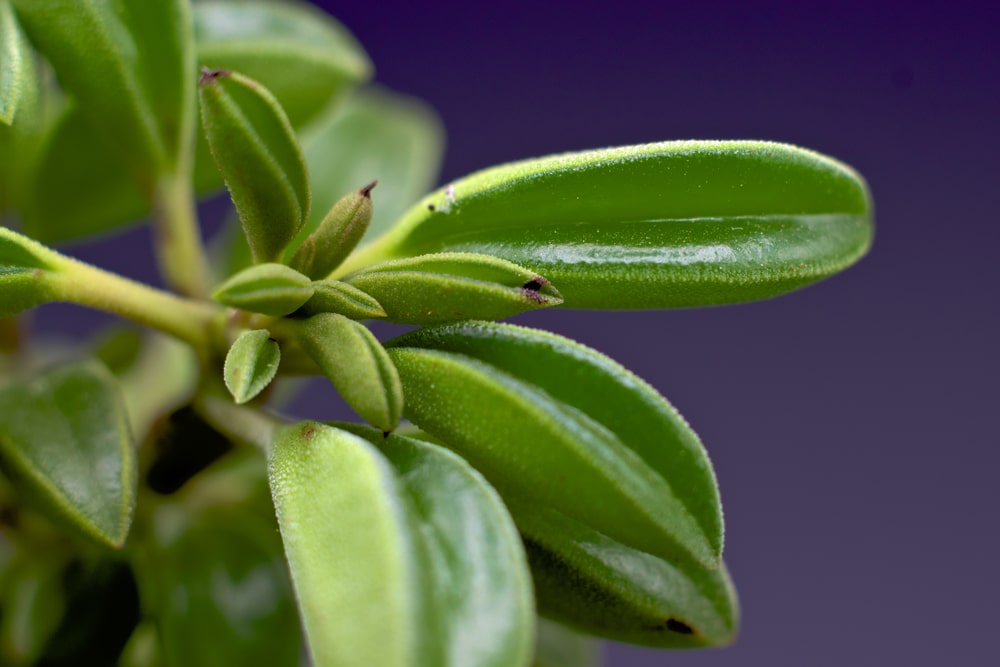 peperomia asperula
