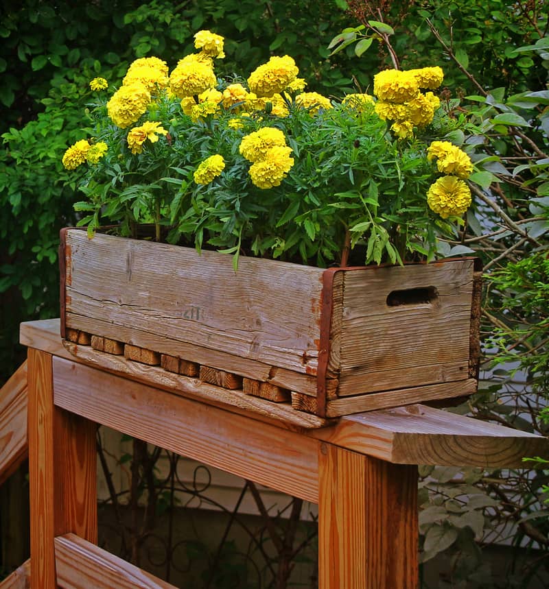 Beautiful Yellow Marigolds displayed in a rustic wooden flower box. A burst of color and fragrance, these flowers are a cheerful delight in any garden.