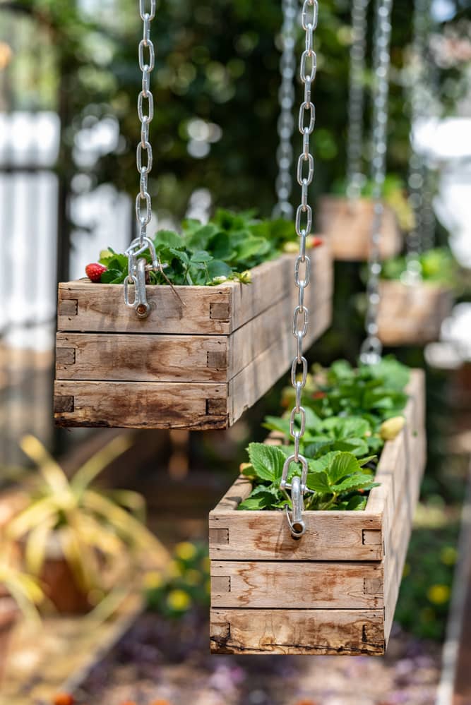 Srawberry plants in wooden planter boxes