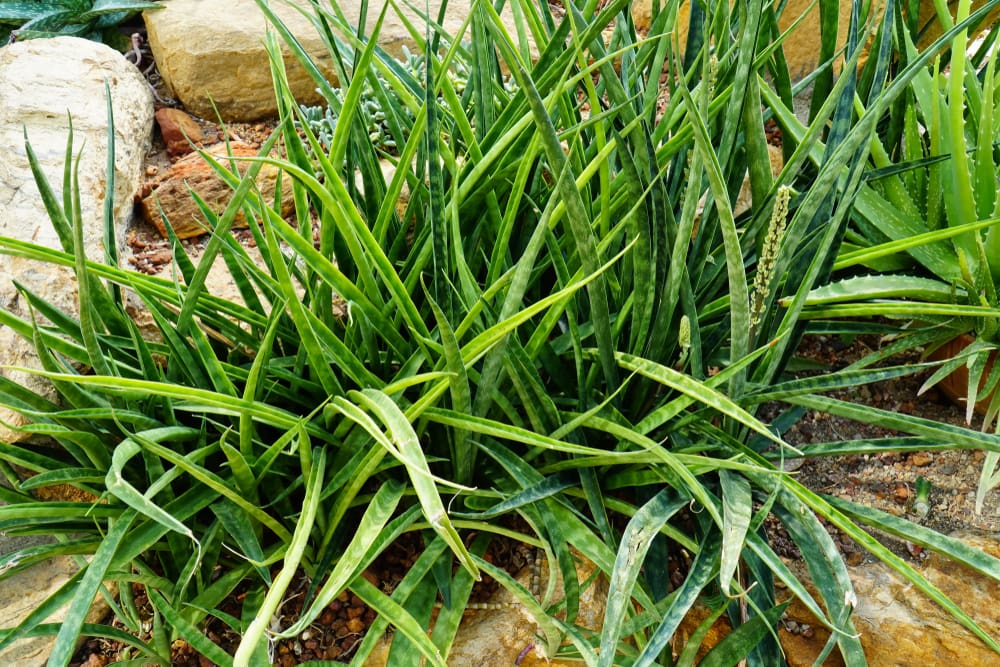 kenya hyacinth