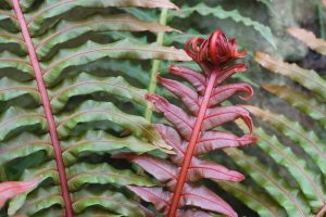 brazilian tree fern