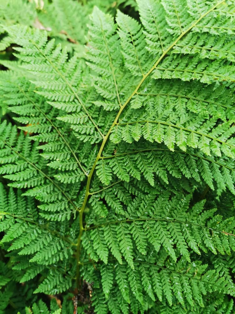 A closeup shot of a green Eagle fern