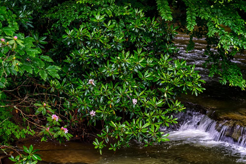 american rhododendron