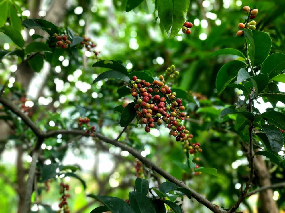chinese laurel