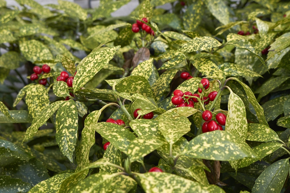 japanese laurel