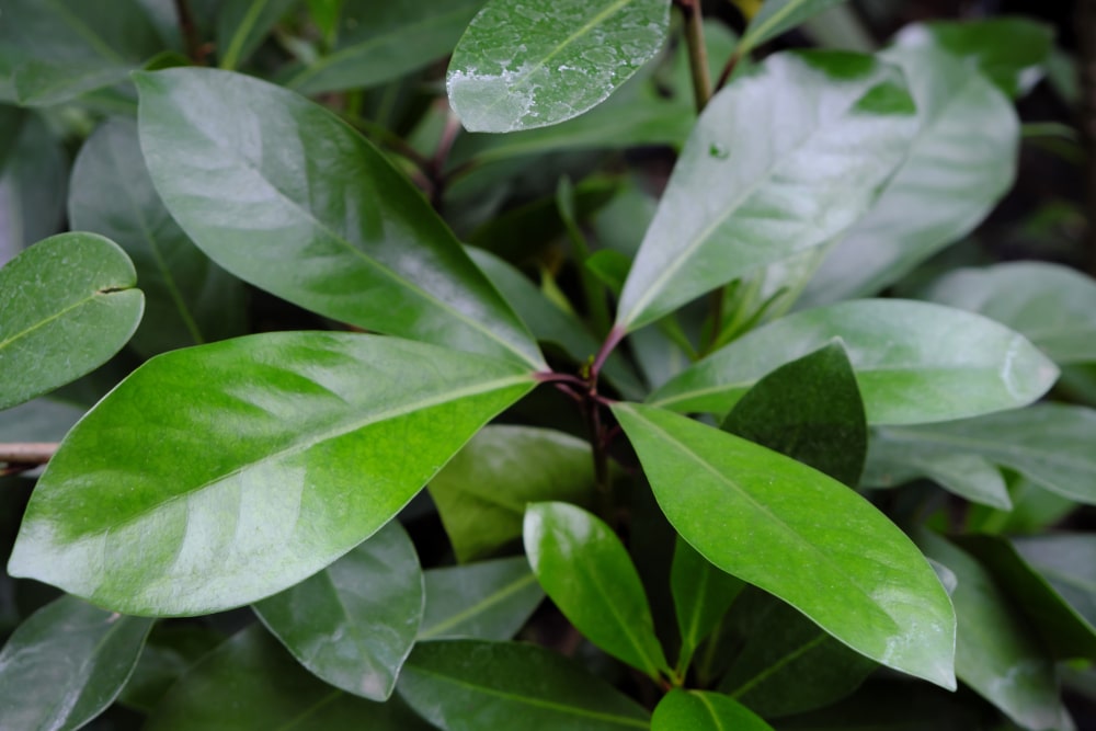 25 Types of Laurel to Make Your Landscaping Pop