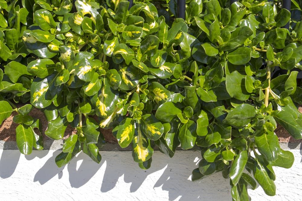mirror bush