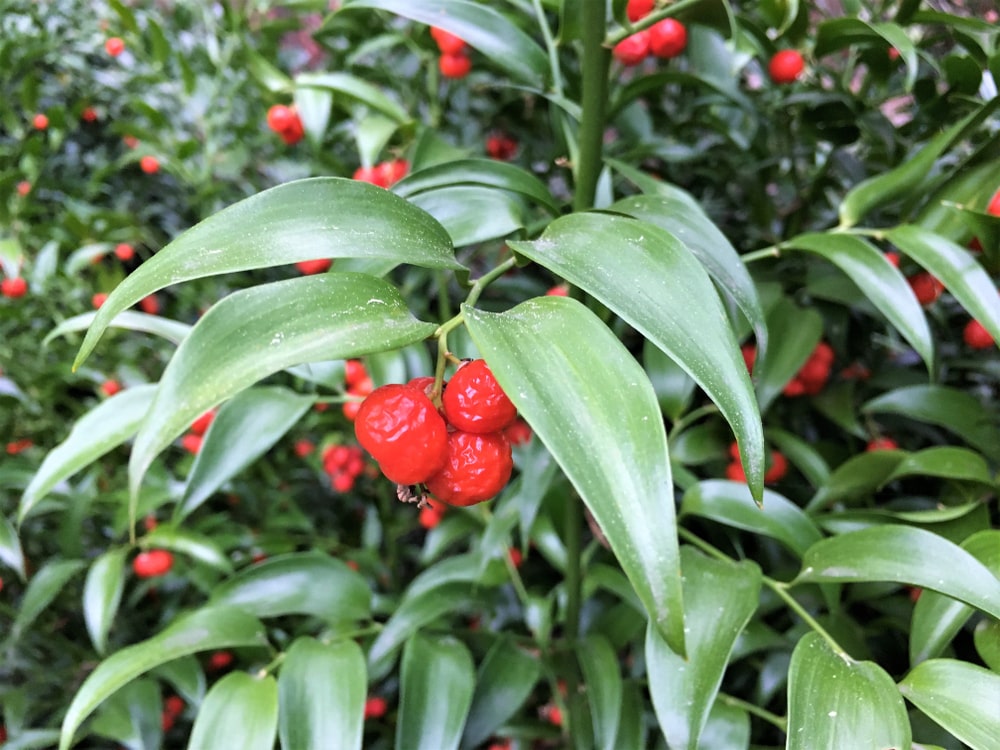 25 Types of Laurel to Make Your Landscaping Pop