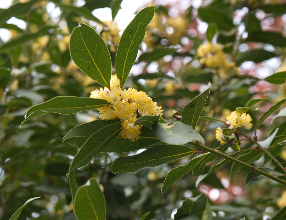 azores laurel