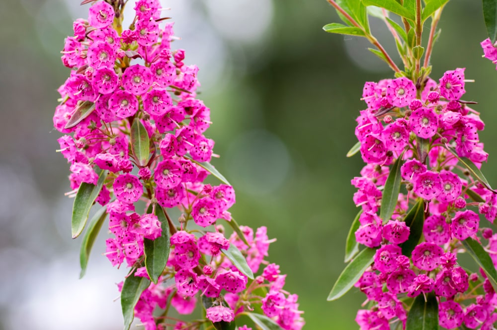 sheep laurel