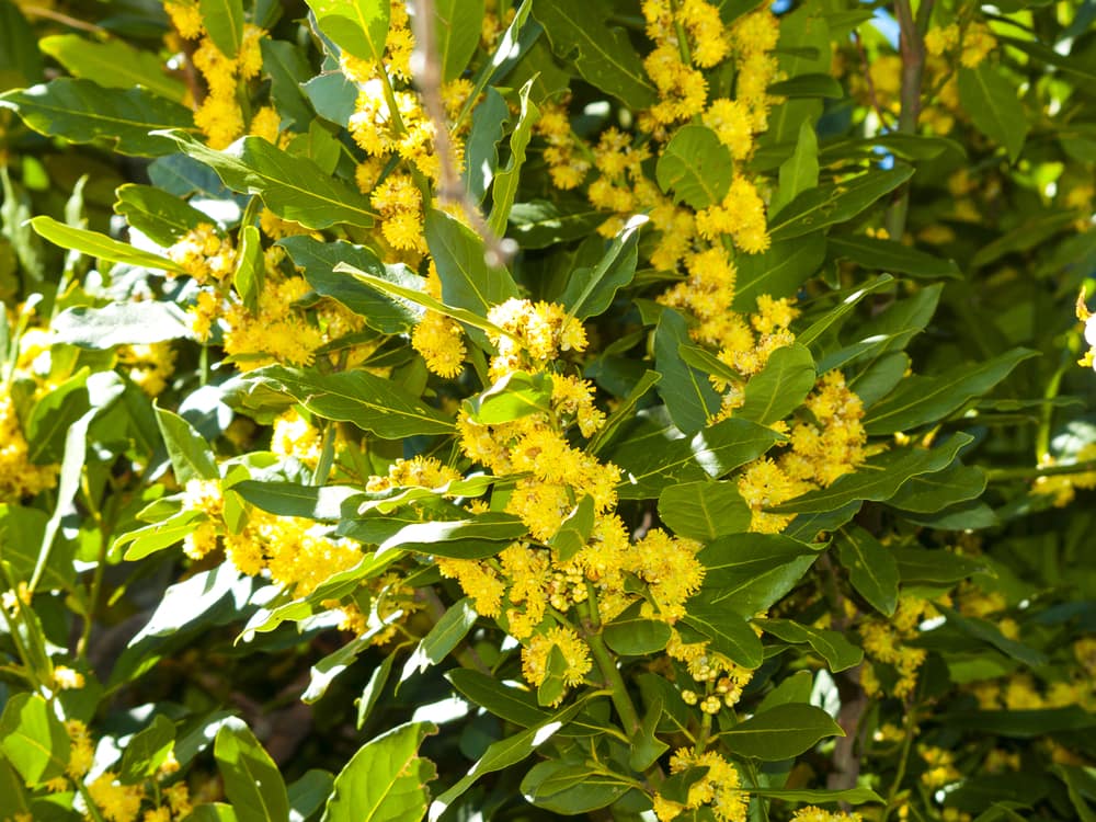 bay laurel