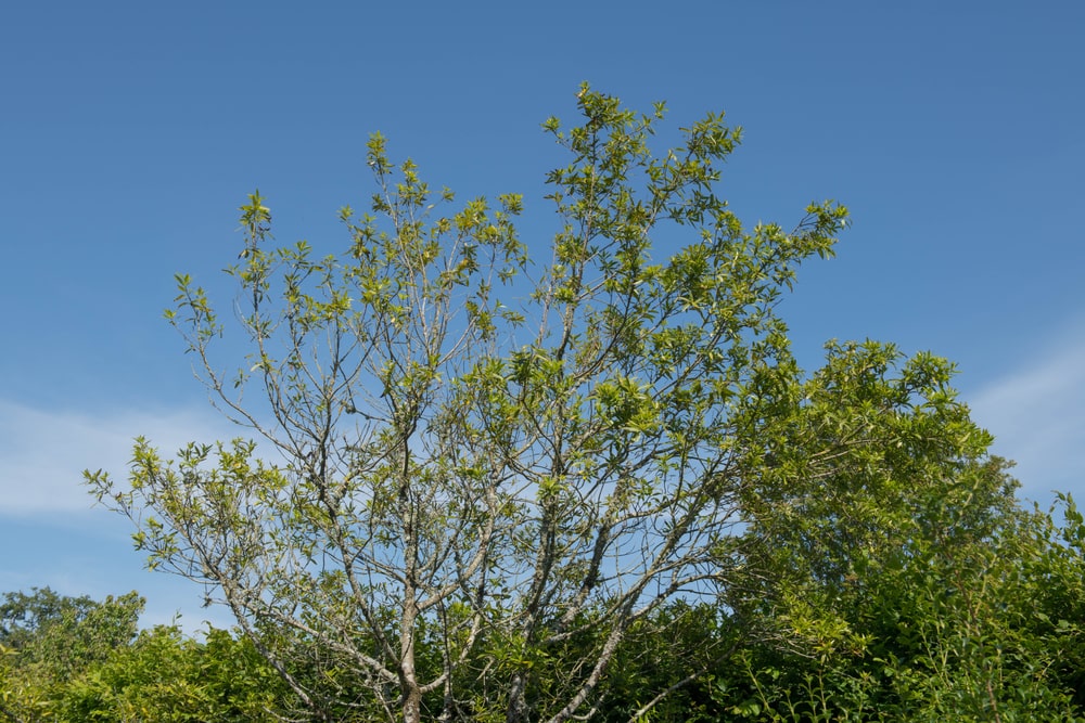 california bay laurel