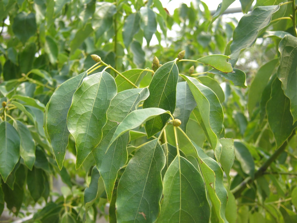 camphor tree
