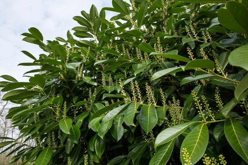 cherry laurel