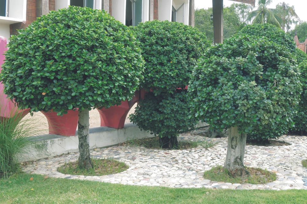 chinese banyan