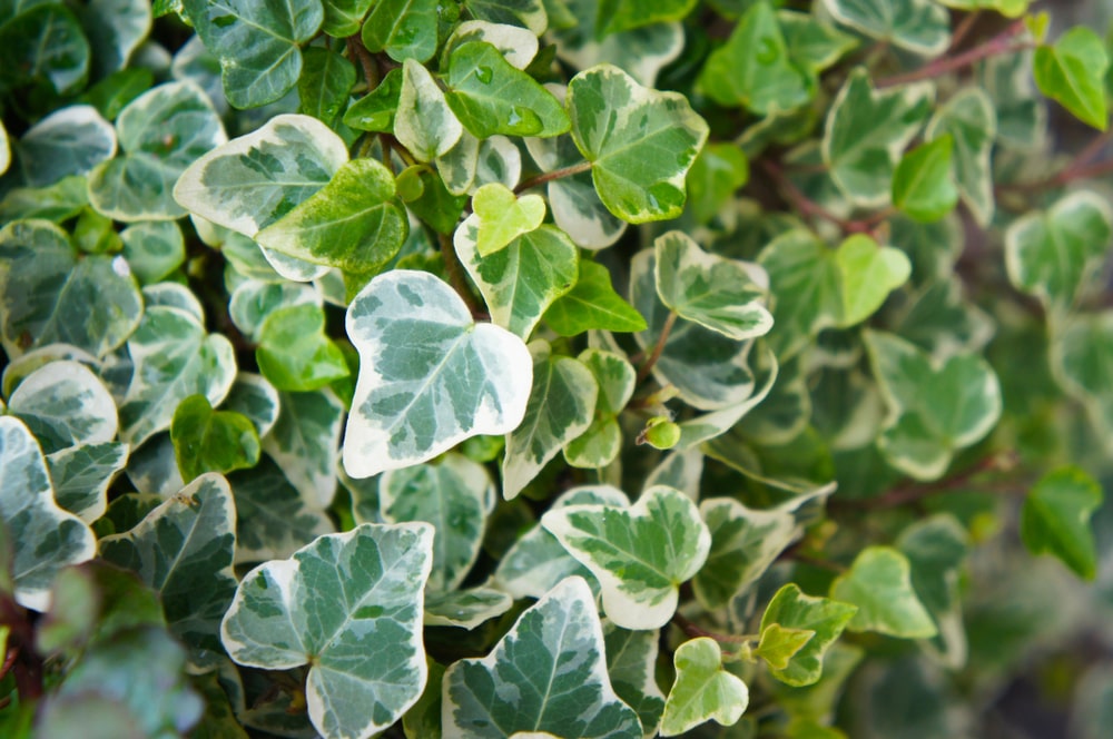 glacier ivy
