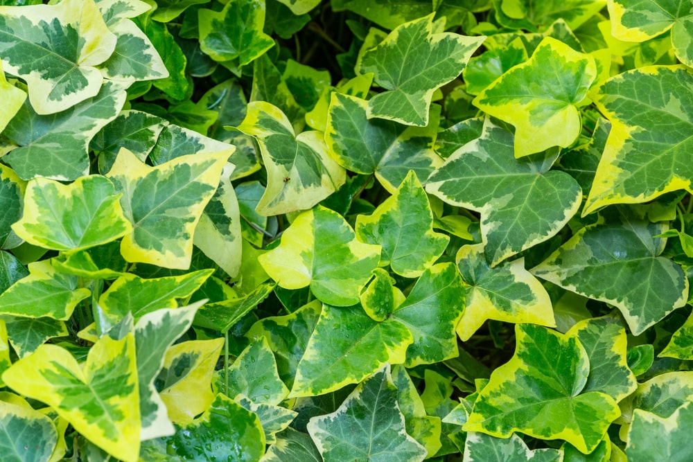 gold child ivy