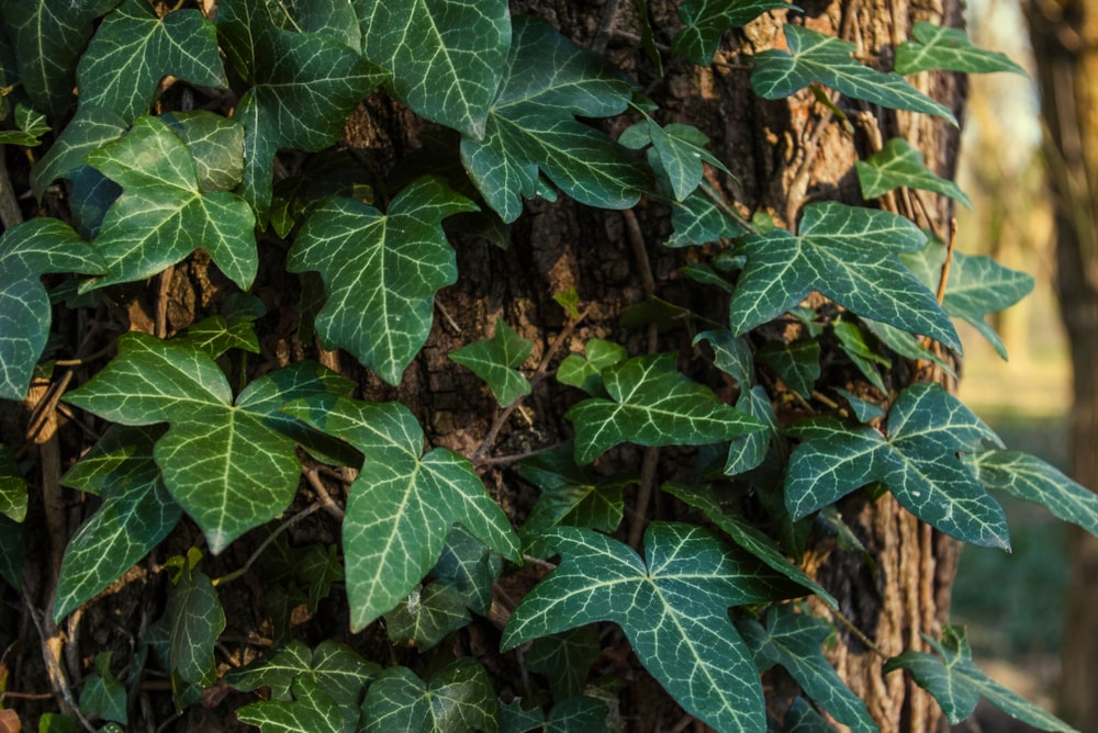 himalayan ivy