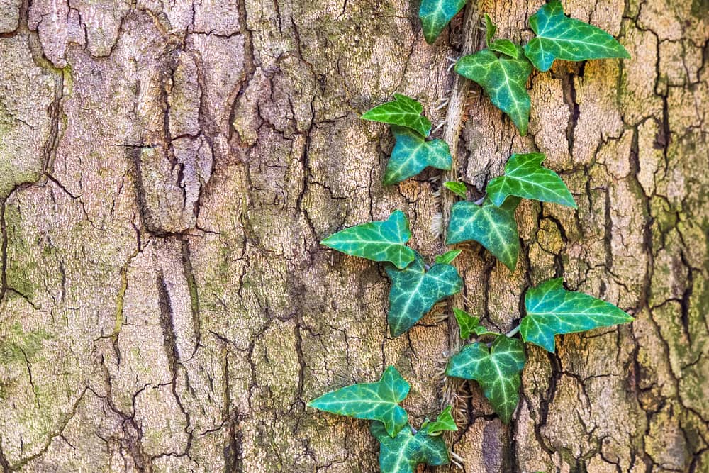 ivalace ivy