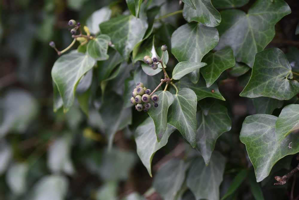 japanese ivy