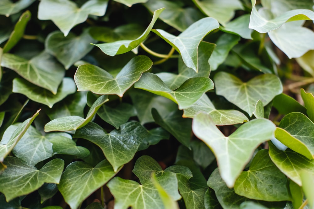 madeiran ivy