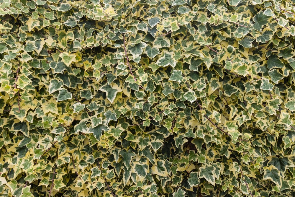 algerian ivy