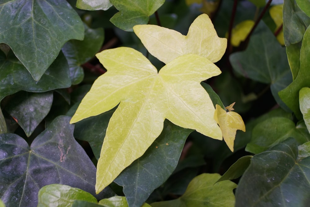 moroccan ivy