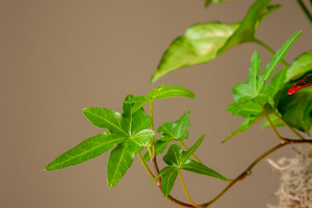 asterisk ivy