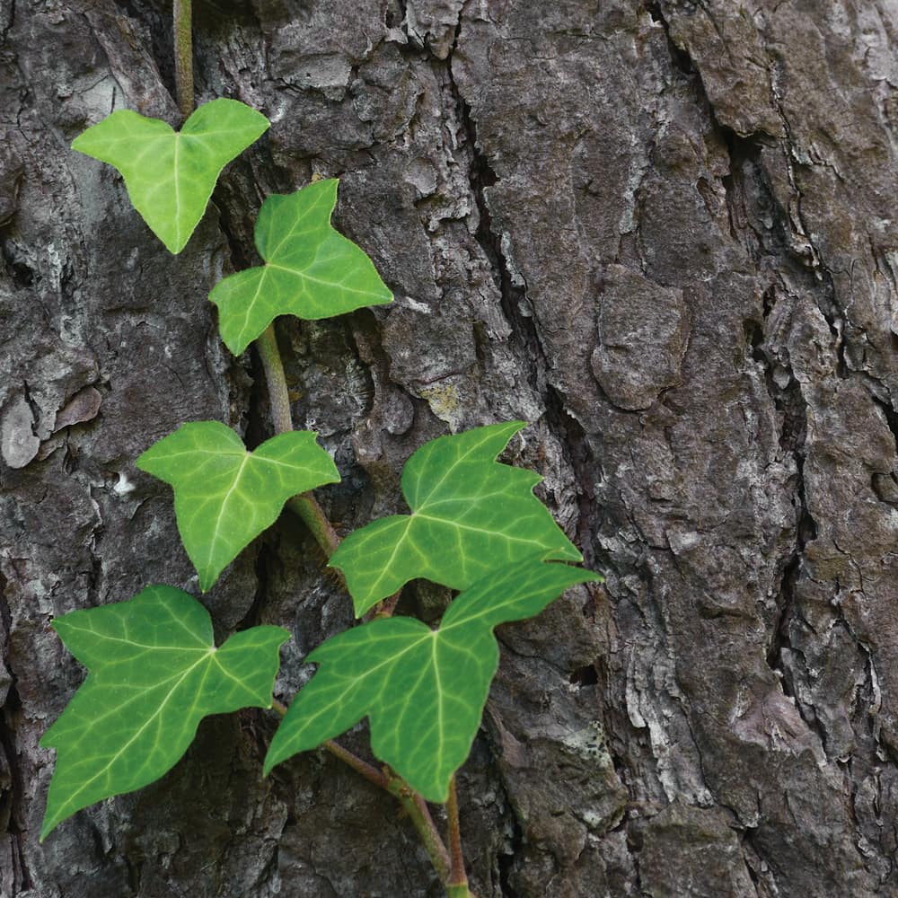 baltic ivy