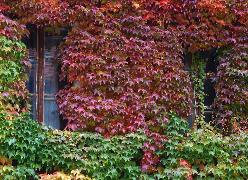 boston ivy