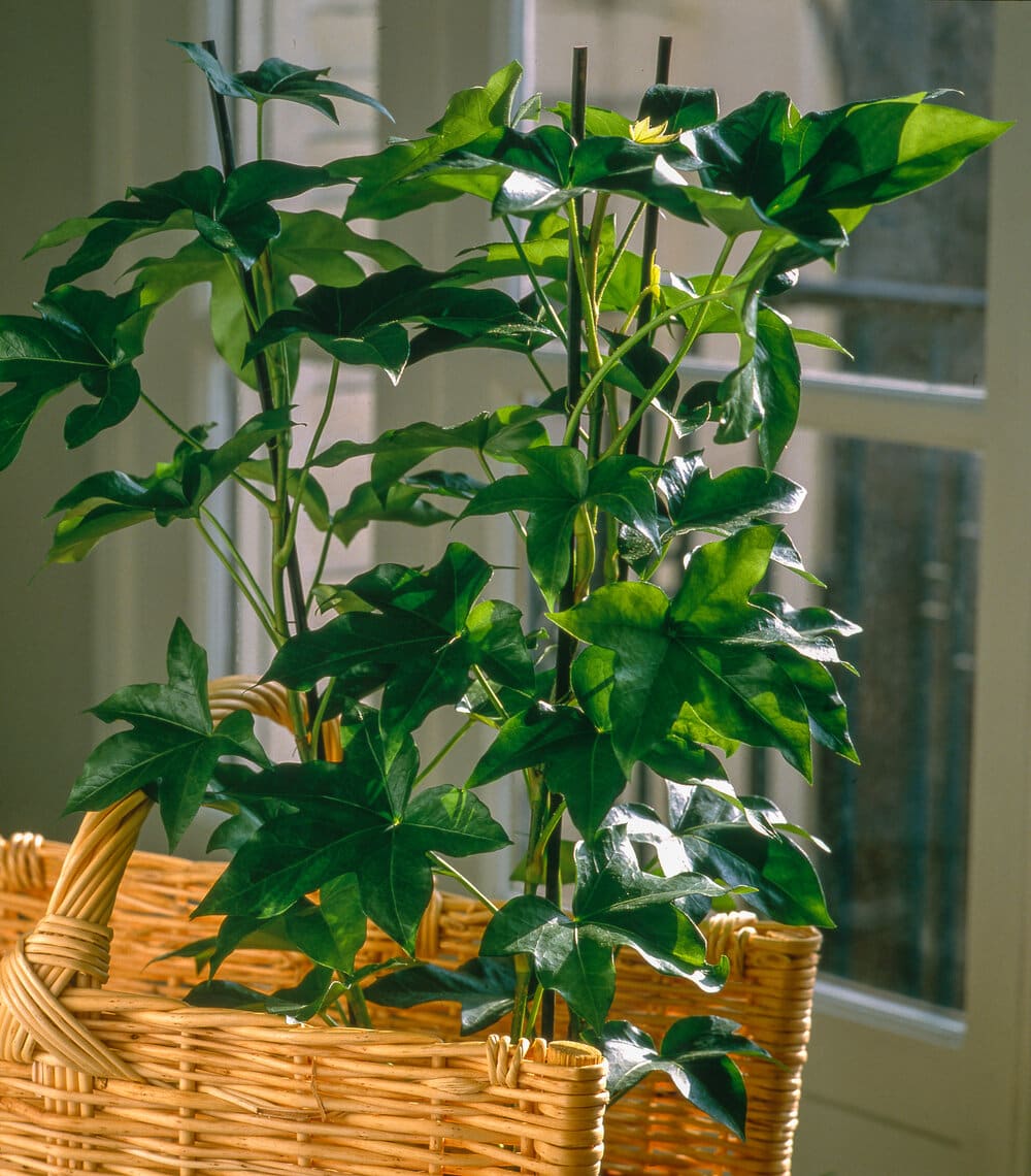 bush ivy