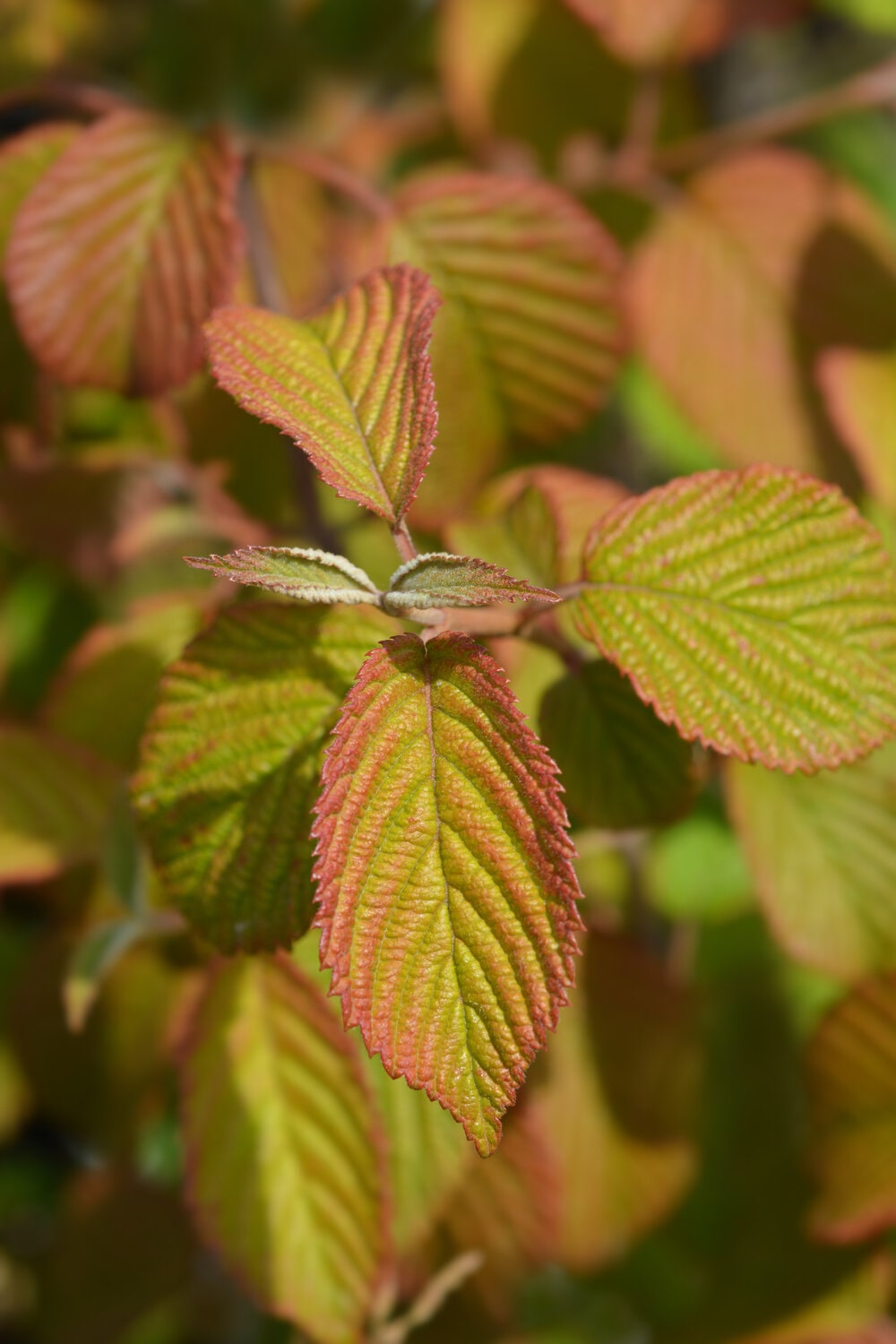 japanese snowball viburnum