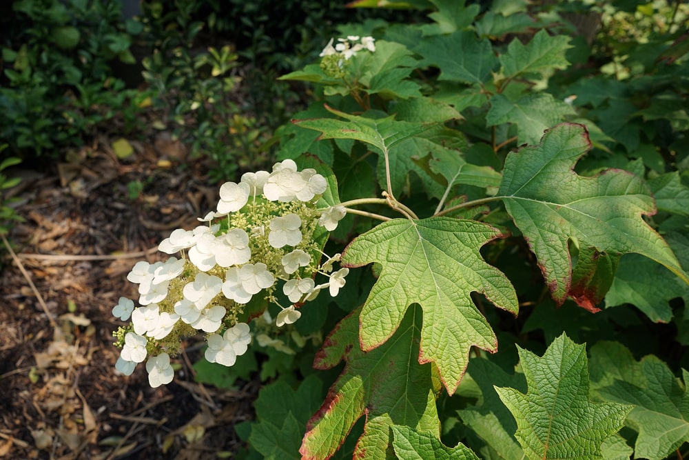 mapleleaf viburnum
