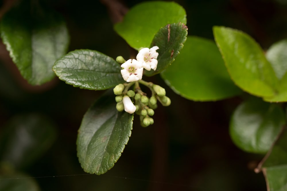 sandankwa viburnum