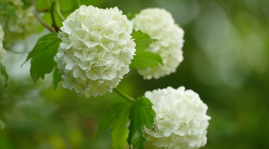 types of viburnum shrubs