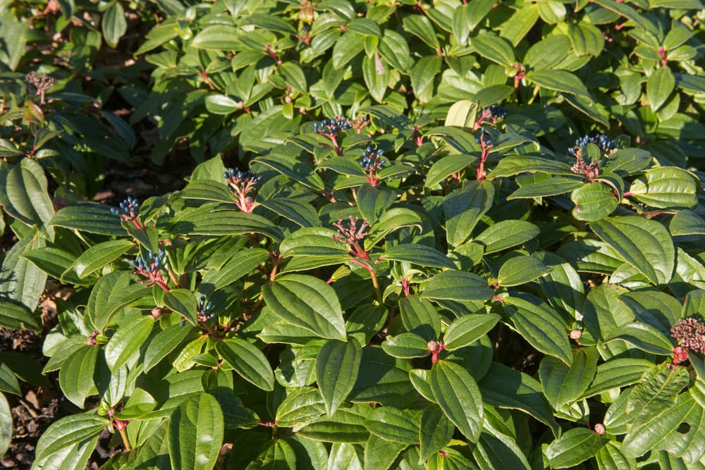 david viburnum