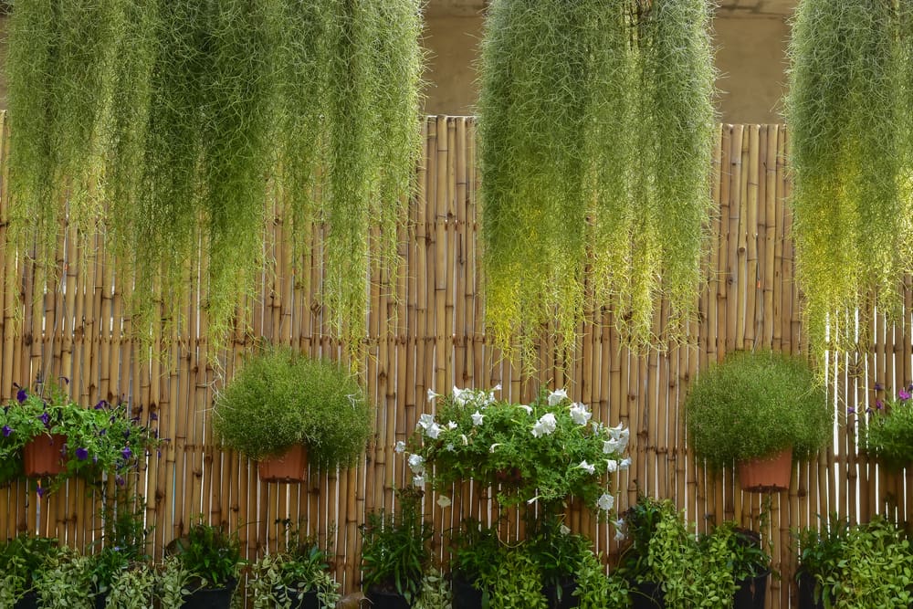 bamboo fencing