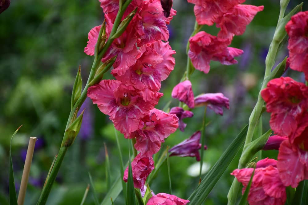A closeup of gladiolus in a field in St. Louis.
