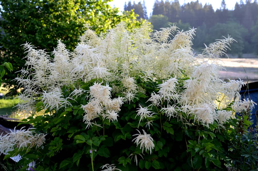 Aruncus dioicus, forest, is a beautiful, stout herb, our native. It grows to a height of up to 1m. From June to the end of the wonderful large laths of creamy white flowers